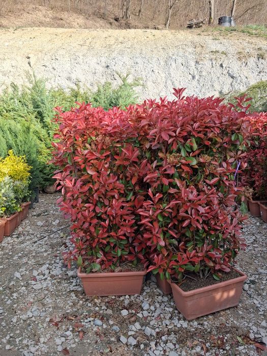 Vindem plante ornamentale preț bun transport gratuit ne deplasam în toată țara