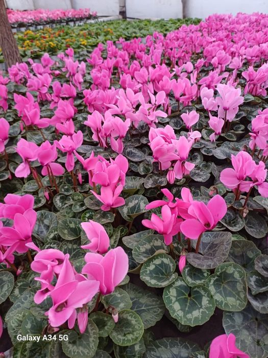 Vand flori cyclamen zambila primola