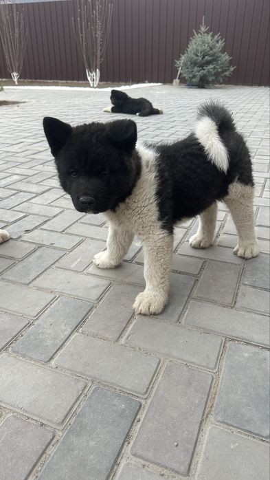 Щенки Американской акиты