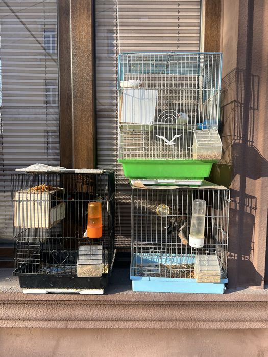 Амадинларни хар хили