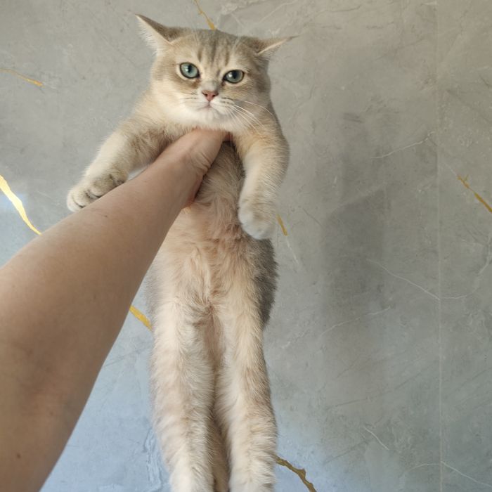 Все котята в наличии