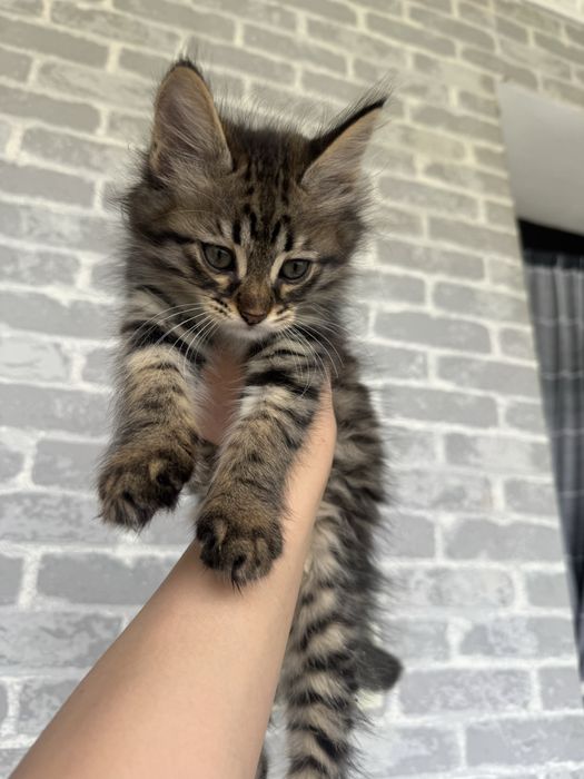 Mushuk bolasi bor hadiyaga beriladi