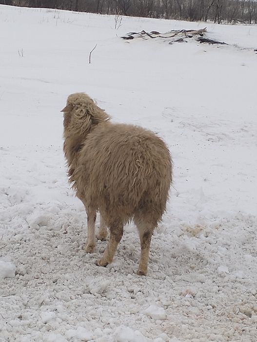 овцы тухтышки, годовалые