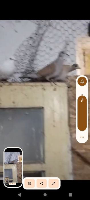 Turturele răzătoare