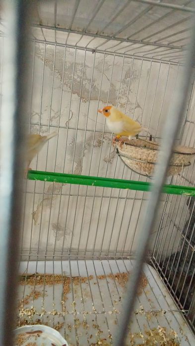 Privaznoy quwla sotladi