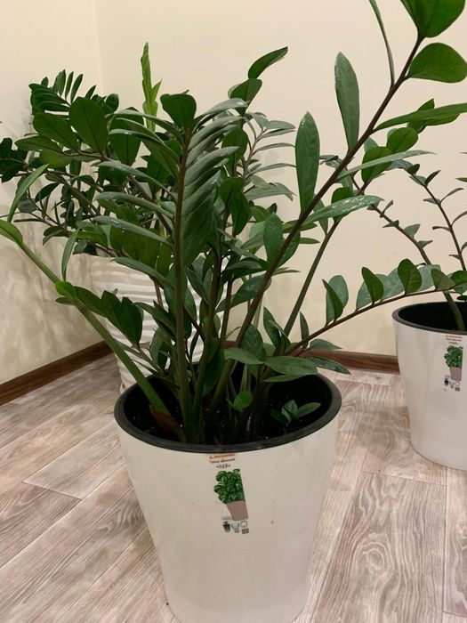 Долларовое дерево