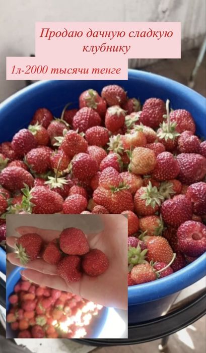 Продам дачную клубнику