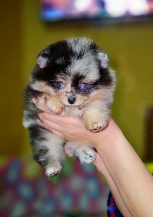 Продаётся Померанский шпиц.