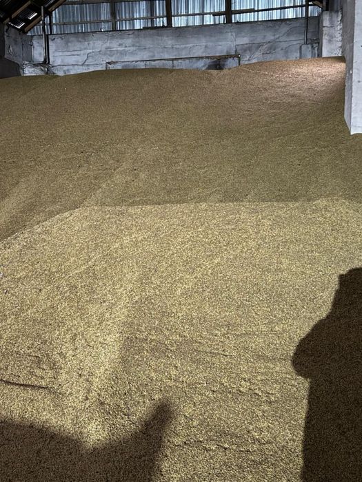 Арпа сатылады . Тукымдык арпа