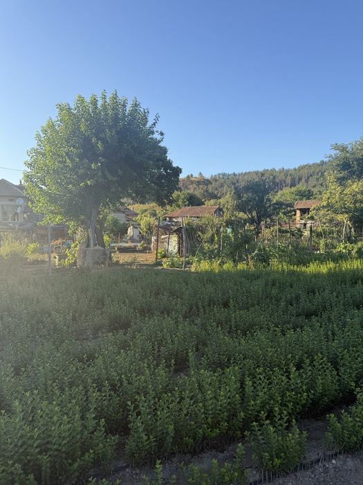 Лигуструм - височина средно 0,60 см