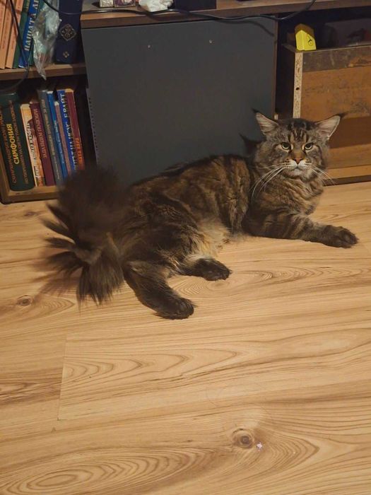Мейн Кун котета