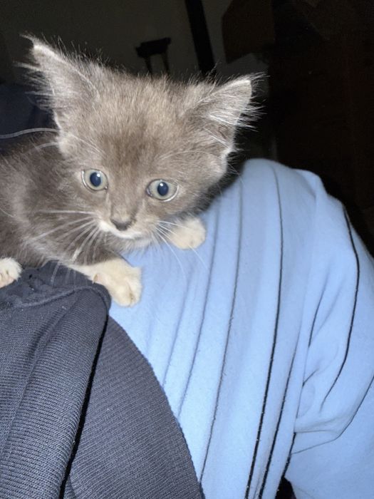 Отдам котят в добрые руки