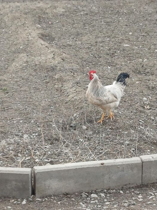 Домашние петухиии