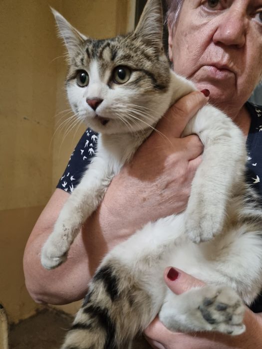 Шикарный котик. 4-6месяцев.