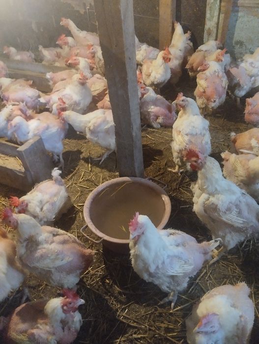 Продам курей на мясо