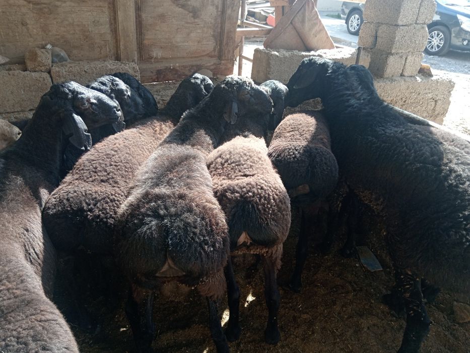 Qochqor, qoy кочкор, кой.