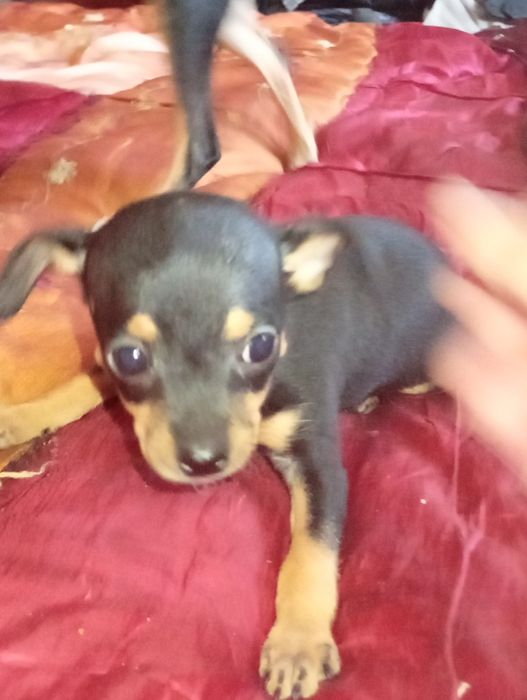 Продам щеночков русского той-терьера