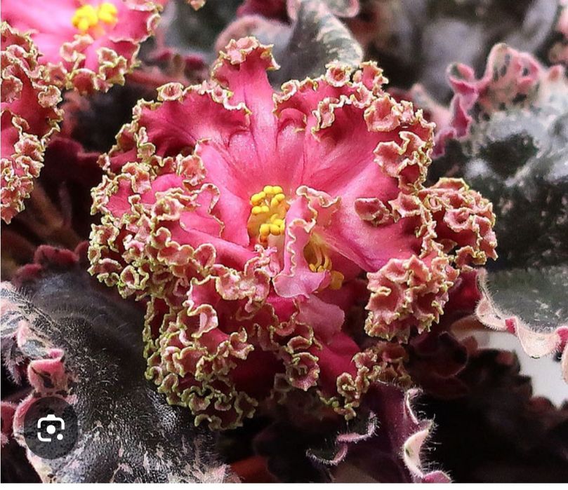 Детки сортовых фиалок.