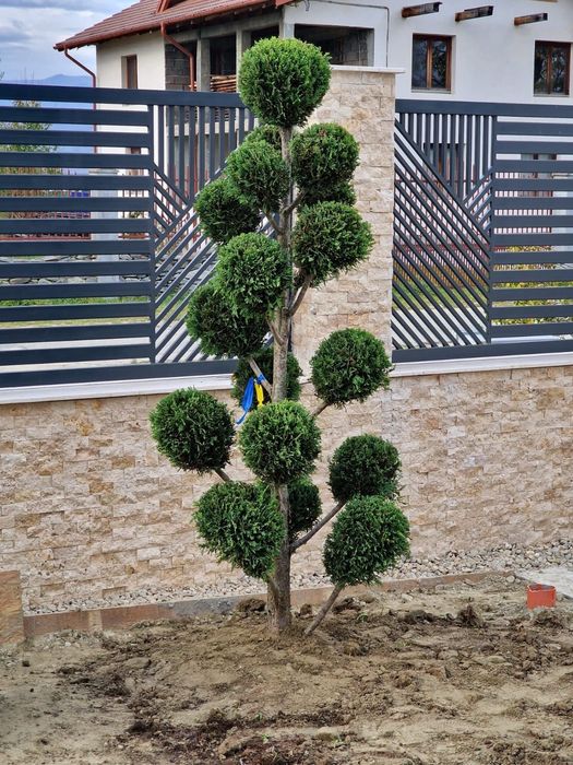 Vindem plante ornamentale de calitatea întai