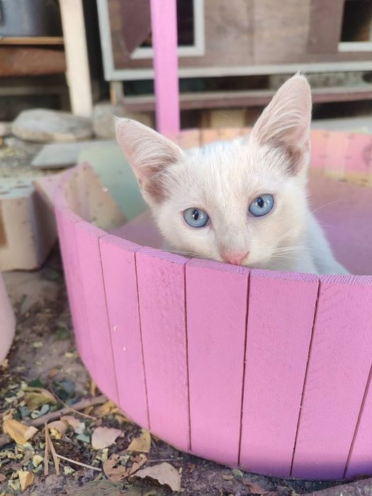 Котенок в добрые руки