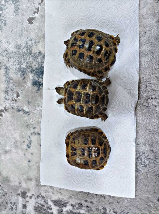 Toshbaqa sotiladi! ( Продается черепаха)