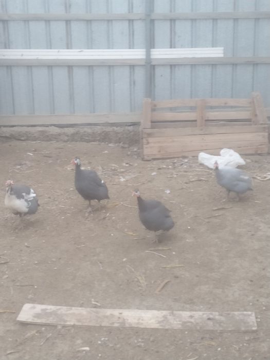 Цесарка сатылады