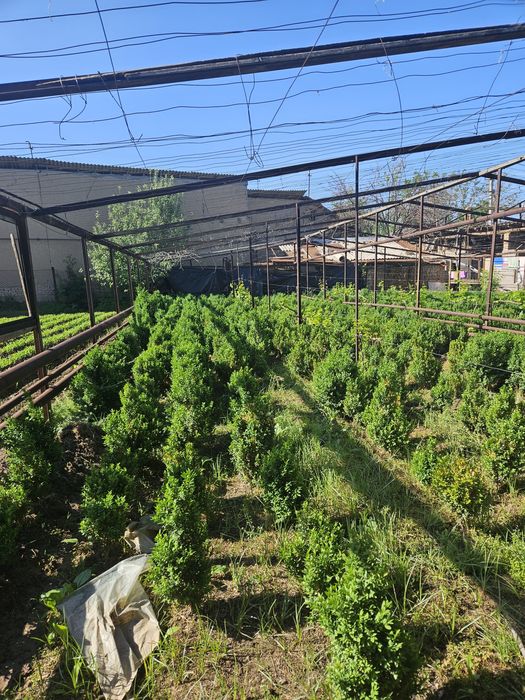 Shamshod bor 6 yillik