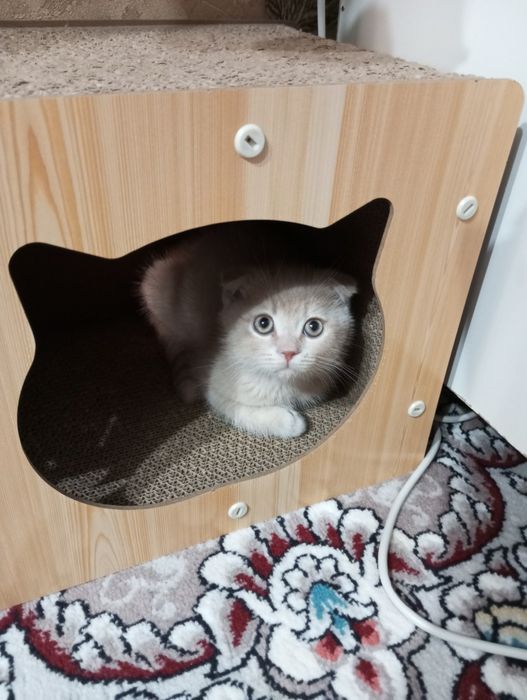 Продаются котята: порода Скотиш Фолд.