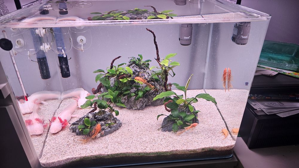 Pereche axolotl si 6 ancistrusi