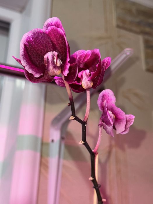 Продаю орхидеи, цветы комнатные