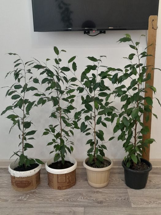 Фикусы Бенджамина, 5000тг