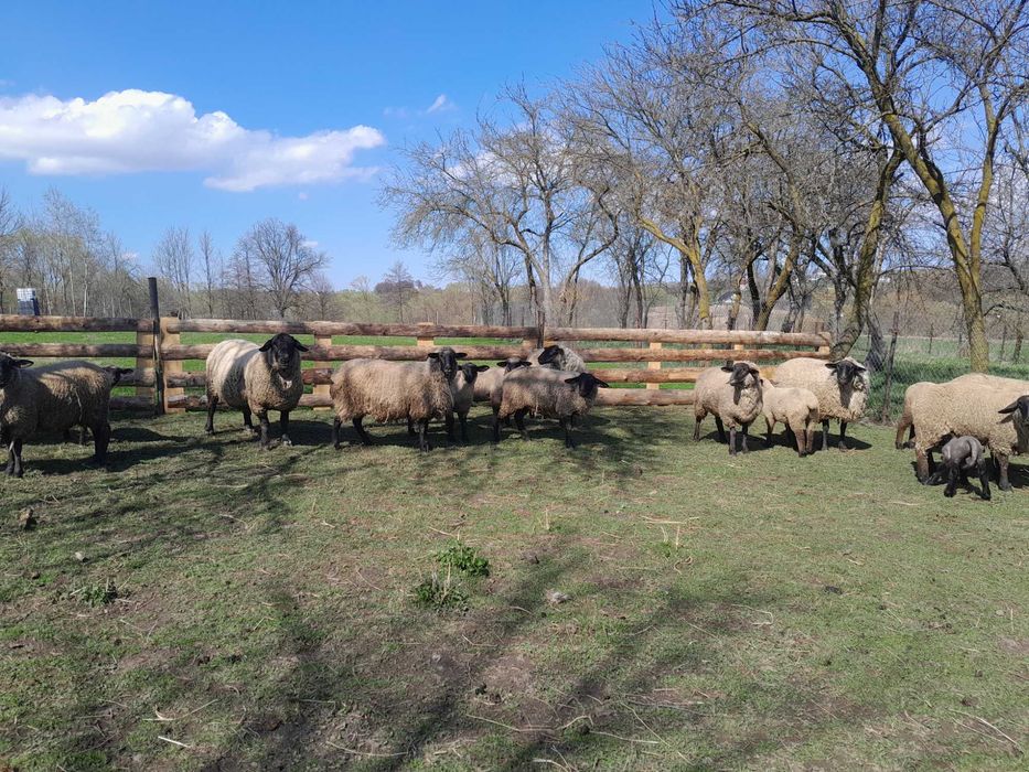 Berbec cu certificat de origine și oi rasa Suffolk