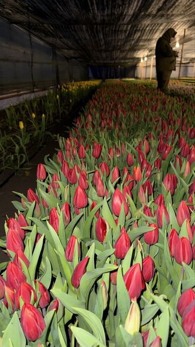 Тюльпан алматински.