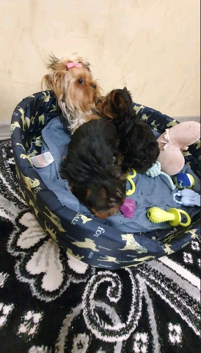 мини йоркширски териер