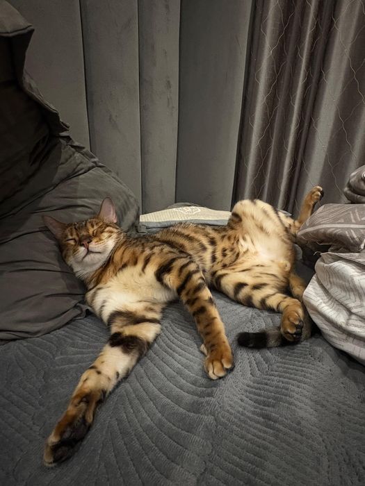 Продам бенгальского кота