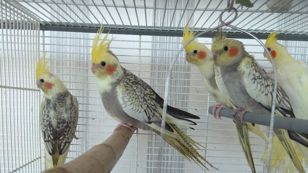 Продам попугай молодые корелл