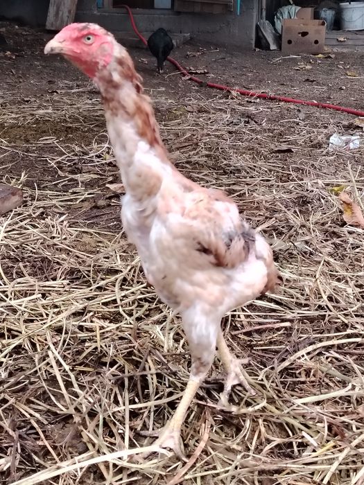 Продам даканок и докана