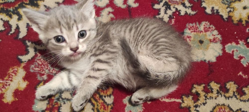 Дарю очень милых котят.