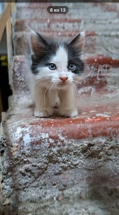 Котенок ,  в добрую семью.