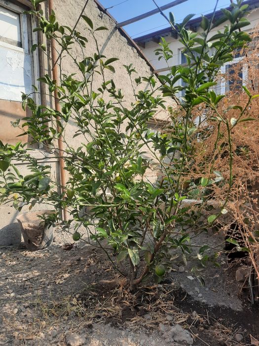 Mandarin va limon ko'chatlari sotiladi