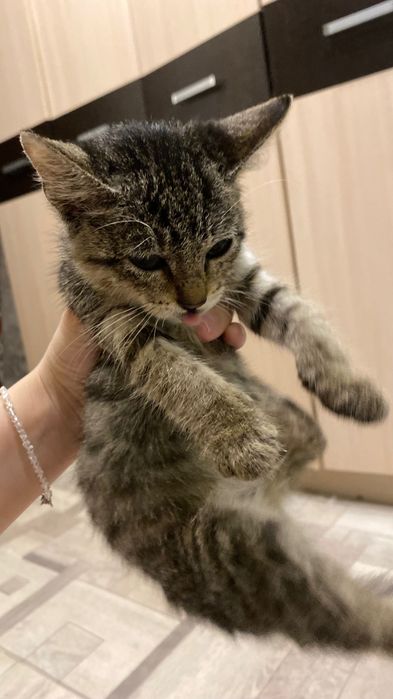 Котенок мальчик маленький