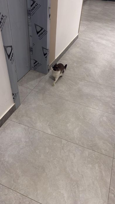 Кошку выкинули в подъезд