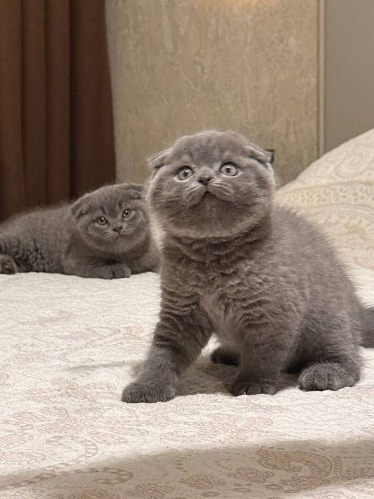 Продам шикарного фолда мальчика