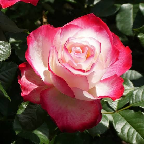 Trandafiri de tip tufa parfumati