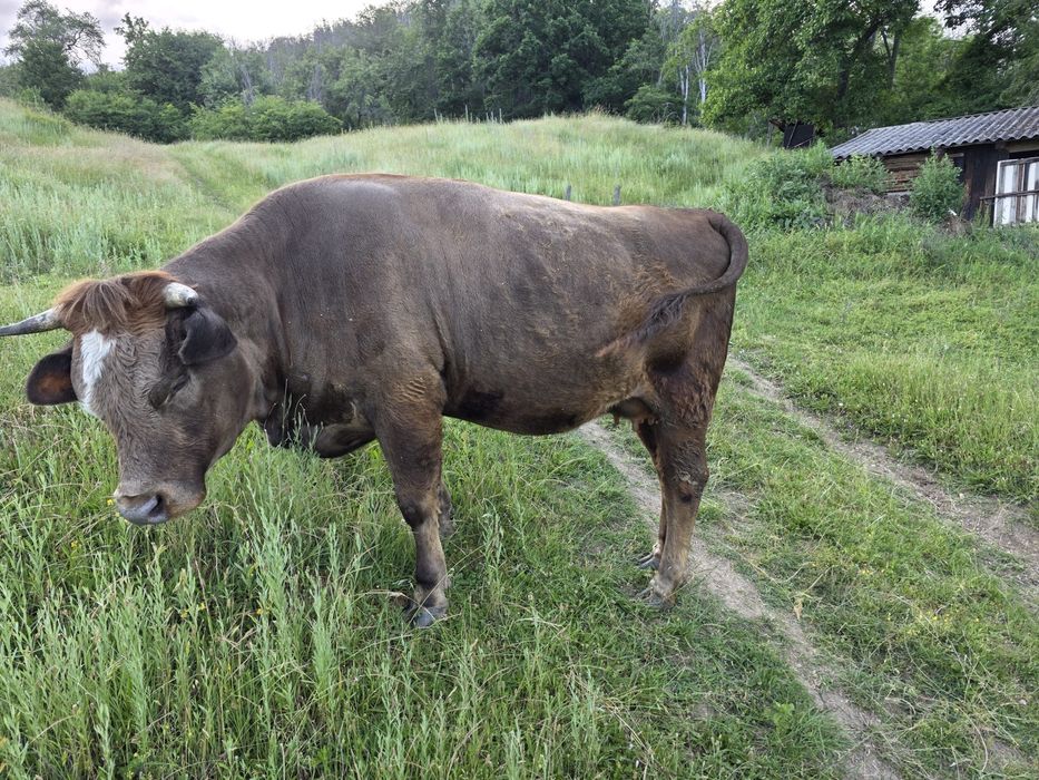 Vaca de vanzare GESTANTA