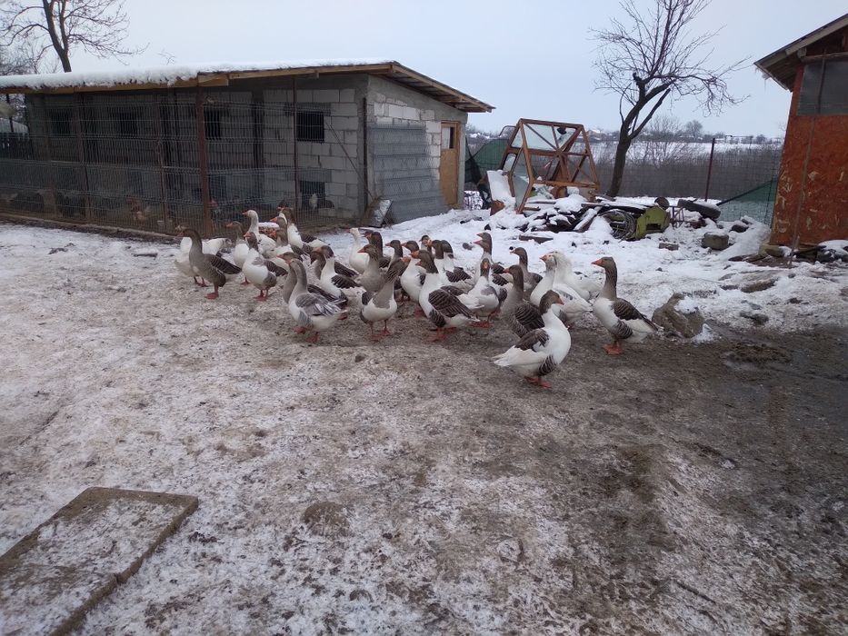 Vand gaste rasa comuna