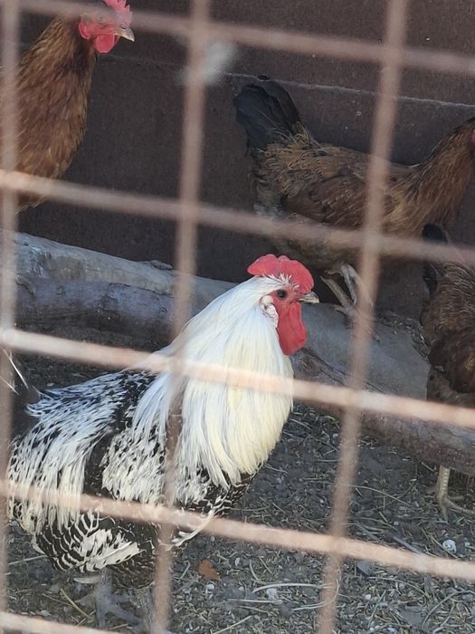 Продам молодые куры