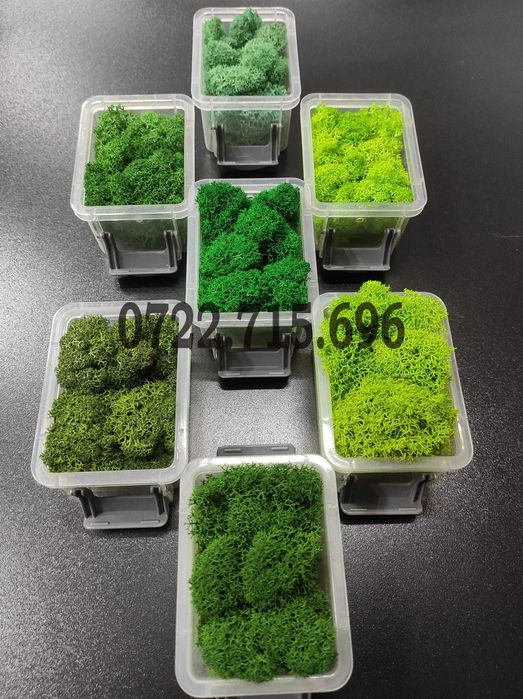 Muschi si licheni premium Timisoara