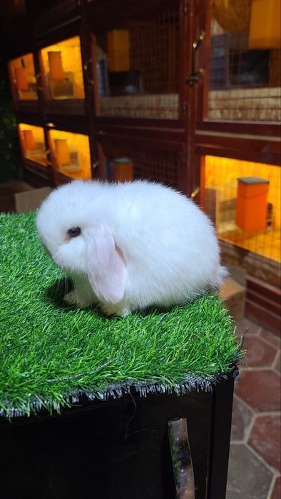 Karlik miti quyon bolari sotiladi