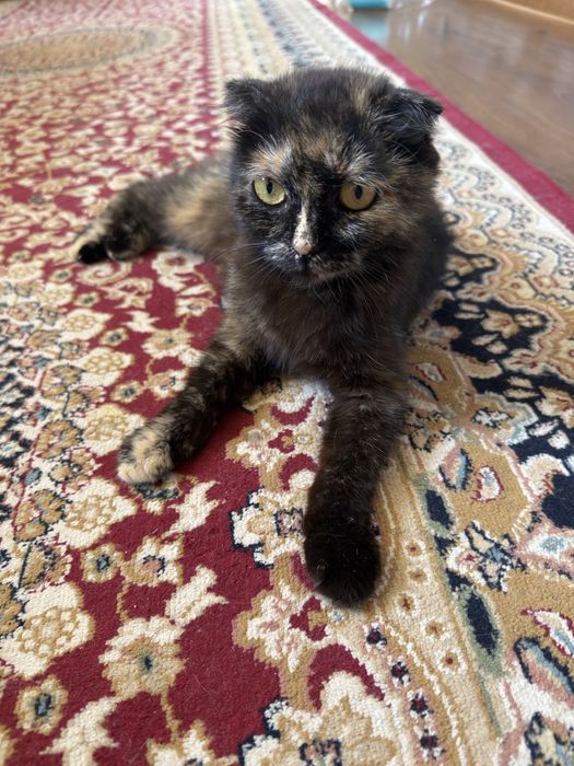 Скоттиш фолд котят